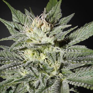 Semillas de Marihuana-Super Lemon Haze CBD