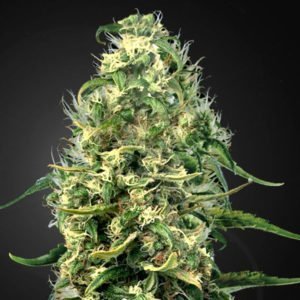 Semillas de marihuana-Super Silver Haze CBD
