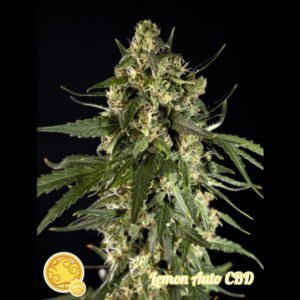 Semillas Auto Lemon CBD