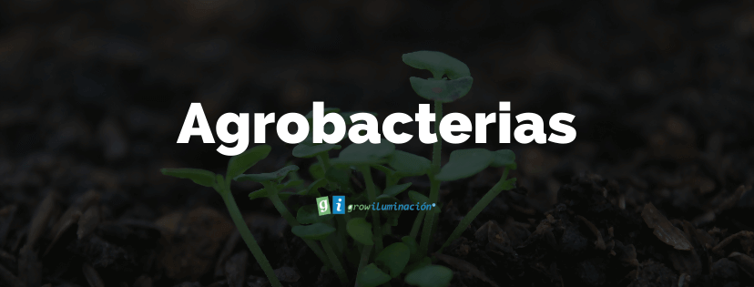 Fertilizantes-Grow-Shop-Murcia-Agrobacterias-Grow-Shop-Iluminacion